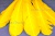 Декоративный Пучок из перьев, перо 23см/желтый - купить в Магнитогорске. Цена: 12.19 руб.